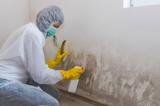 Best HVAC Mold Remediation in Mantachie, MS