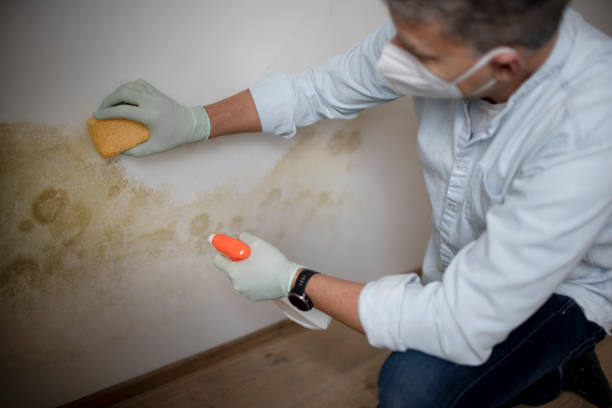 Best Attic Mold Remediation in Mantachie, MS