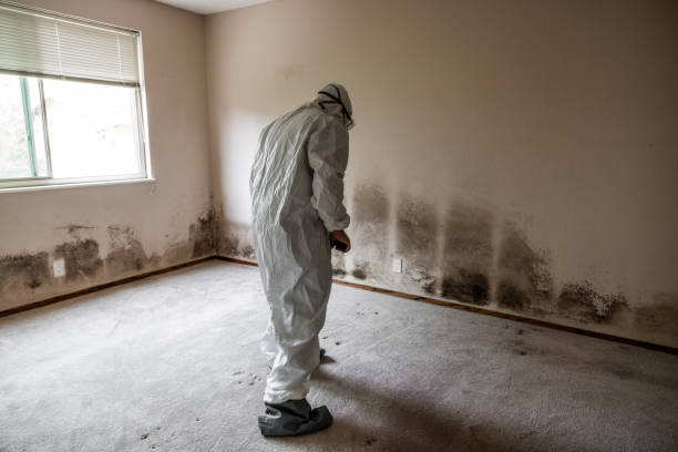 Best Bathroom Mold Remediation in Mantachie, MS